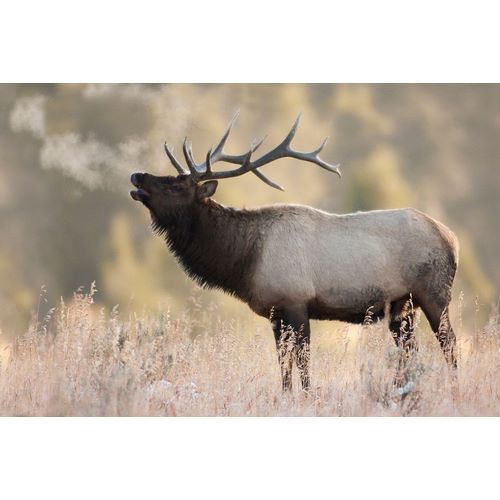 Bull Elk-Morning Breath